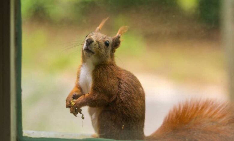 Managing Squirrel Populations